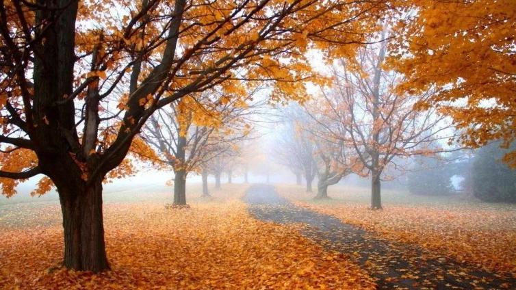 【岁月如诗】文学专栏（353）• 秋韵名家经典作品专辑（4）——《秋天 秋天》 || 张晓风