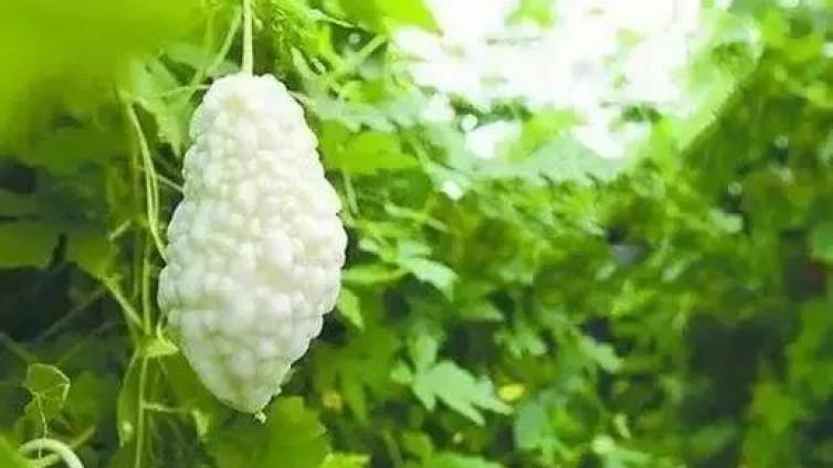 【言为心声】名家美诵（545）—— 杨召江朗诵专辑（5）《白玉苦瓜》 作者：余光中